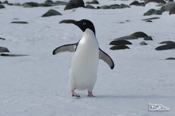 Um simpático pinguim Adelie nos recebe de braços abertos em Turret Point, em King George Island, na Antártida